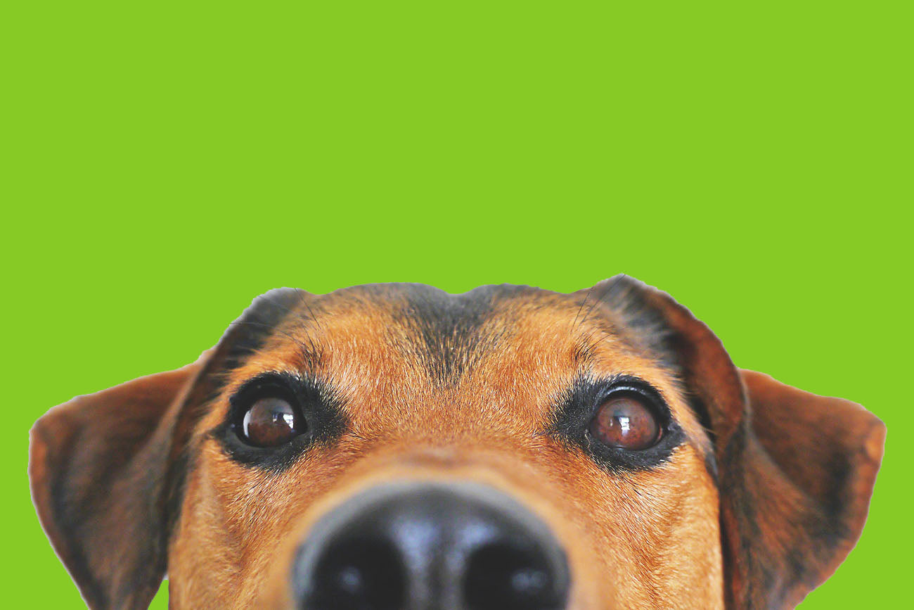 Pets
